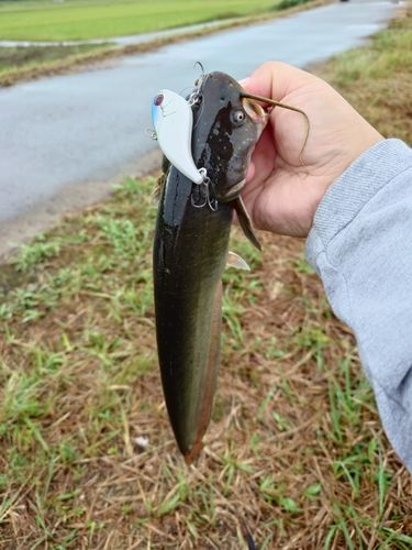 ナマズの釣果