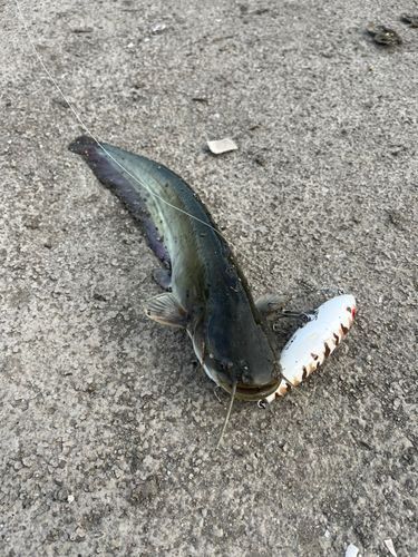 ナマズの釣果