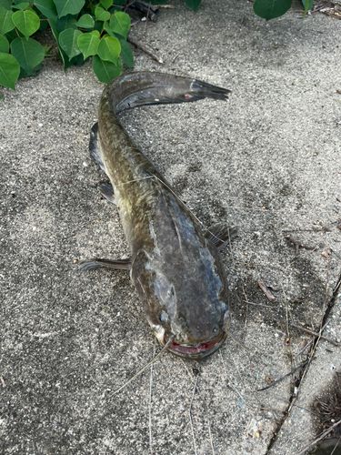 ナマズの釣果