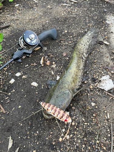 ナマズの釣果
