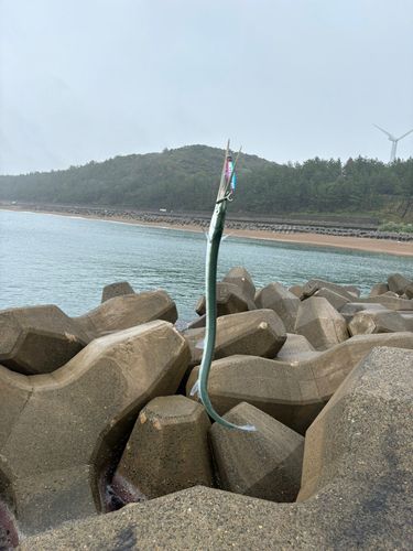 オキザヨリの釣果