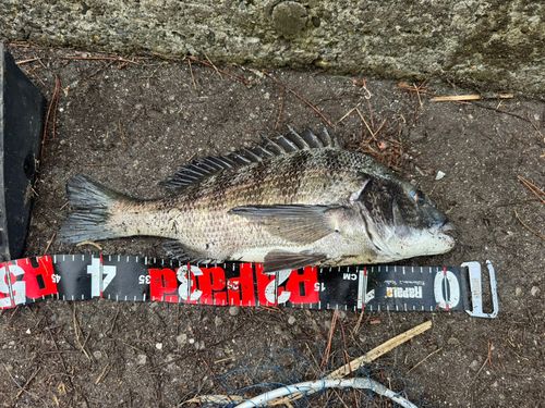 クロダイの釣果