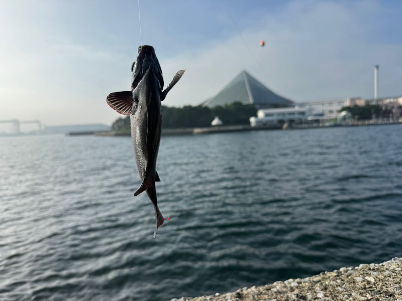 クロダイ