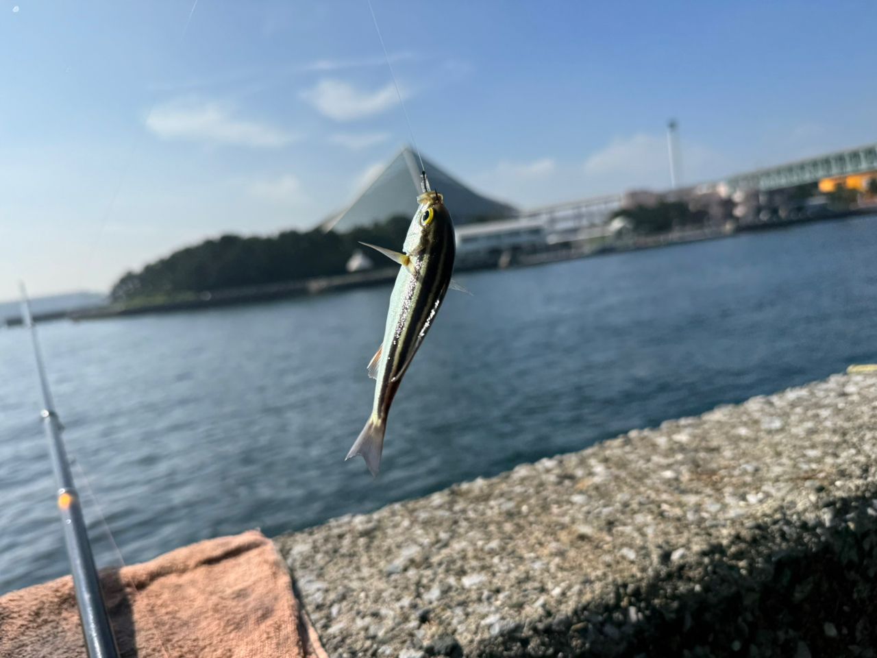 クロダイ