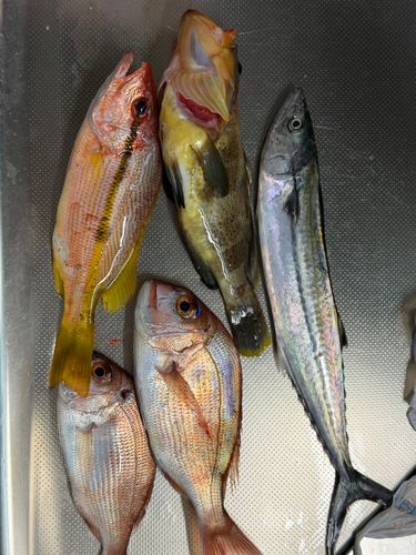 サゴシの釣果