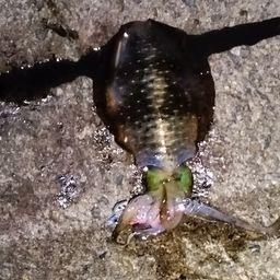 アオリイカ