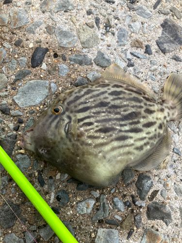 カワハギの釣果