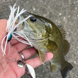 スモールマウスバス
