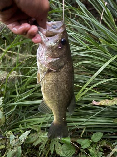 ラージマウスバスの釣果