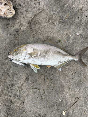 ショゴの釣果
