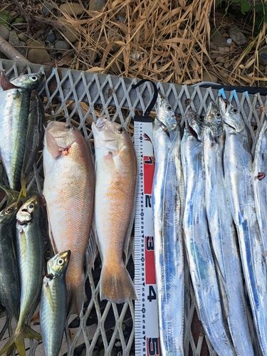 シロアマダイの釣果