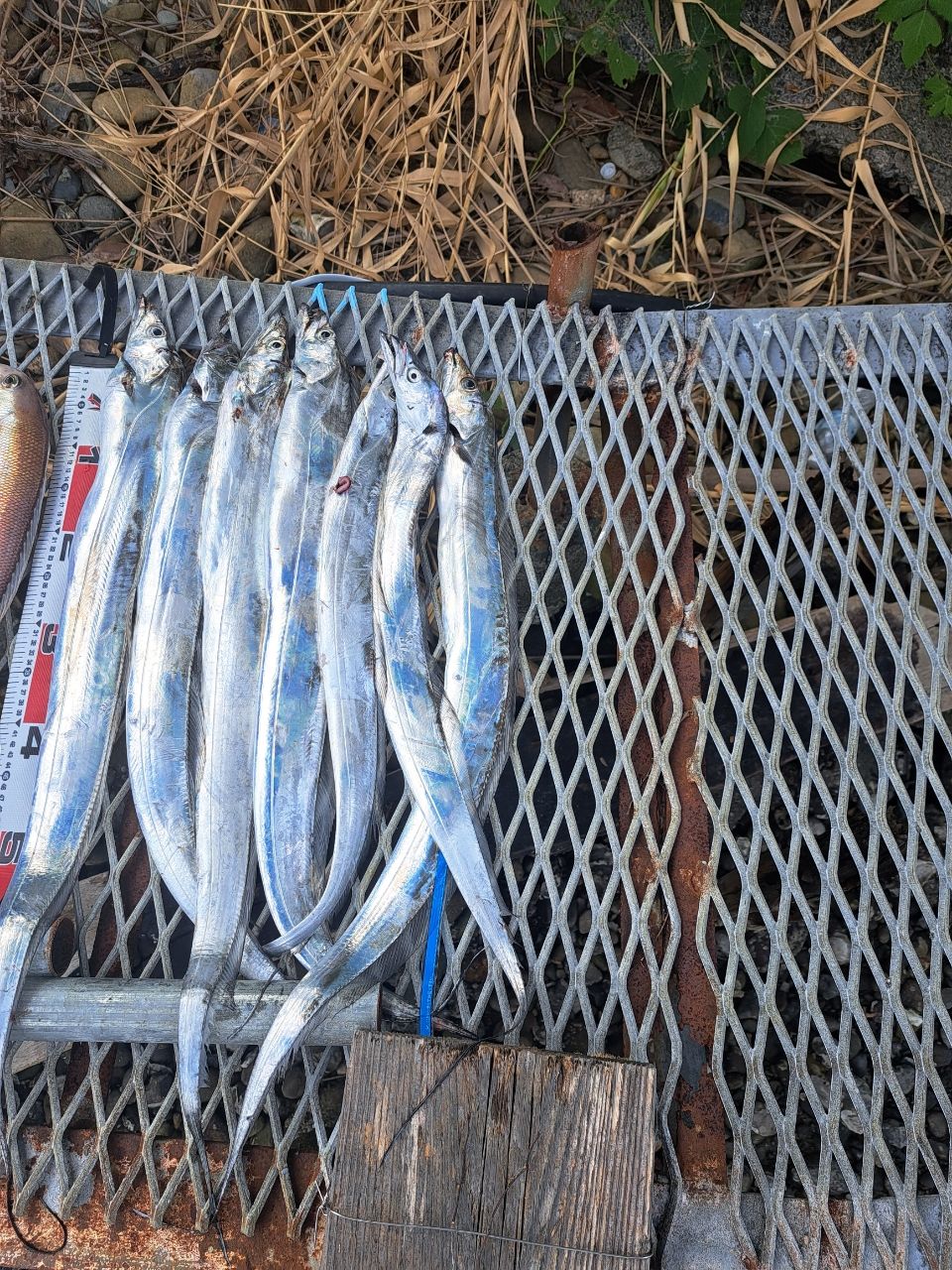 スプリングサンさんの釣果 2枚目の画像