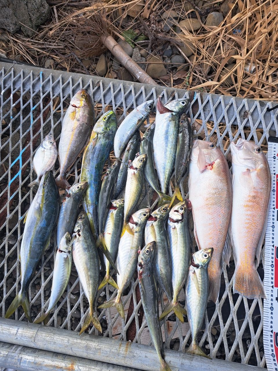 スプリングサンさんの釣果 3枚目の画像