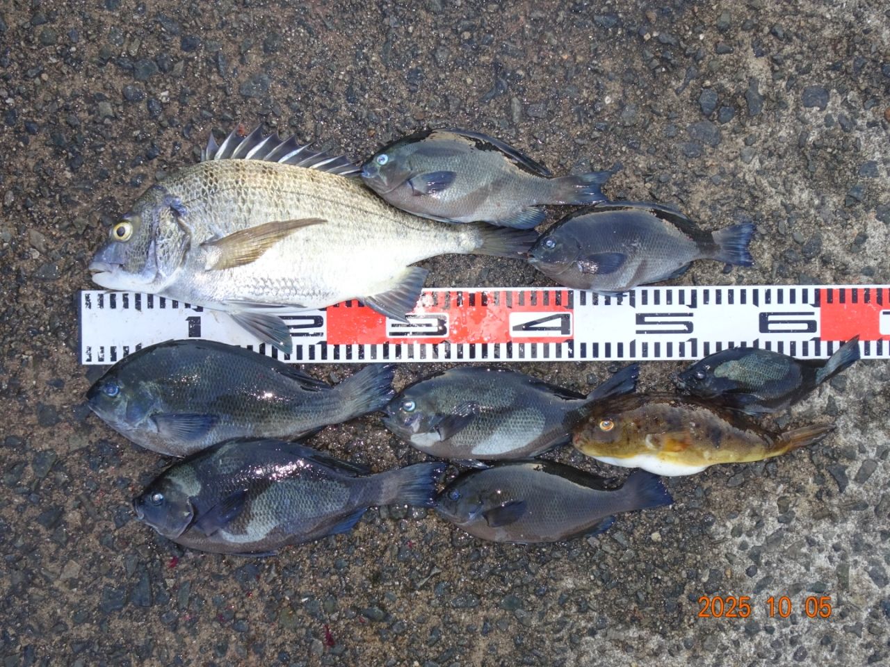 SHIMANO 19鱗海 AX 0.6-530の最安値・インプレ・釣果 | 本音の口コミが