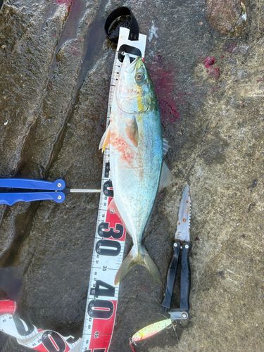 イナダの釣果