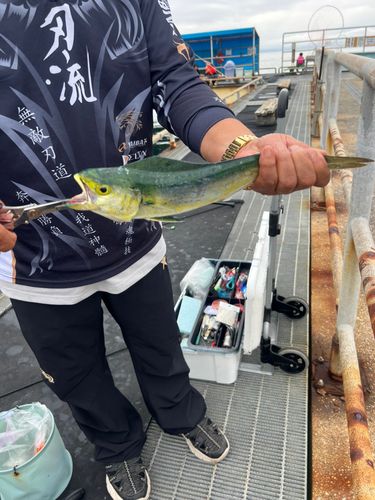 シイラの釣果