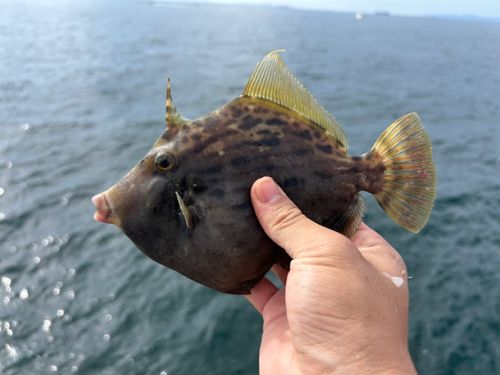 カワハギの釣果