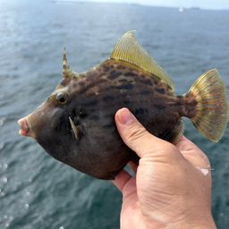 カワハギ
