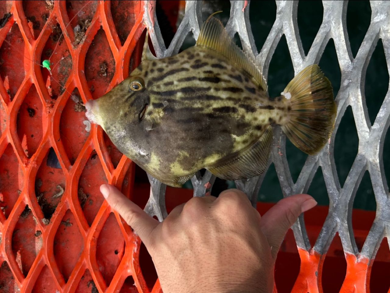 カワハギ