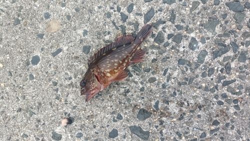 ガシラの釣果