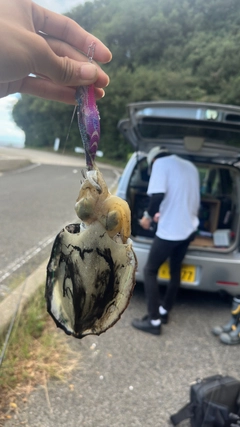 モンゴウイカの釣果