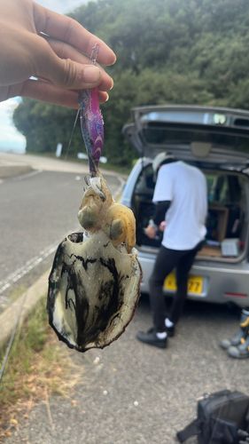 横山海岸
