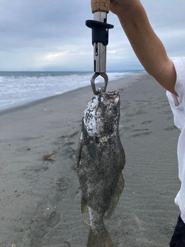 ニベの釣果