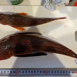 ホウボウ