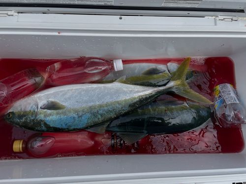 イナダの釣果