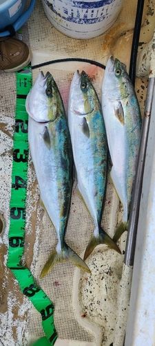 吉浜湾