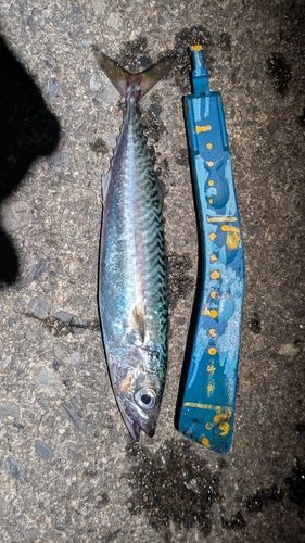 サバの釣果