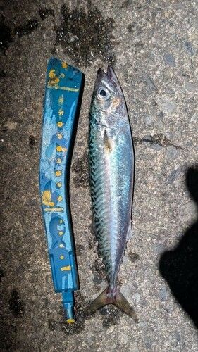 サバの釣果