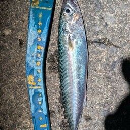 サバ