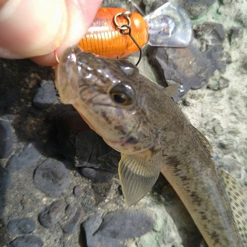 ハゼの釣果