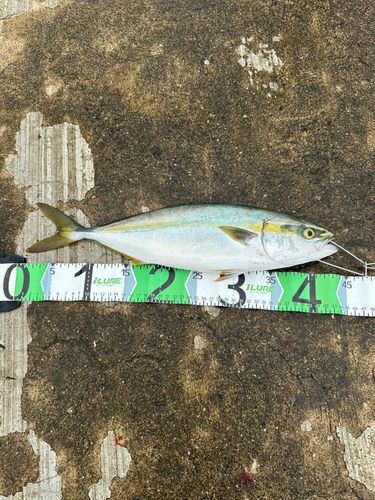 ハマチの釣果