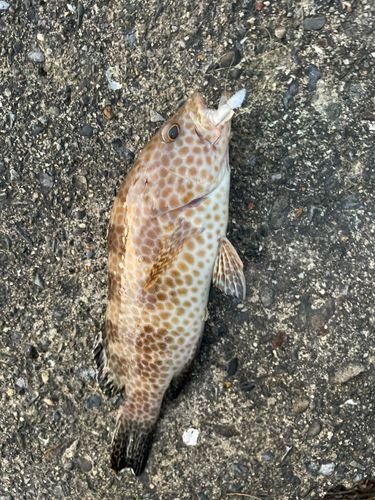 オオモンハタの釣果