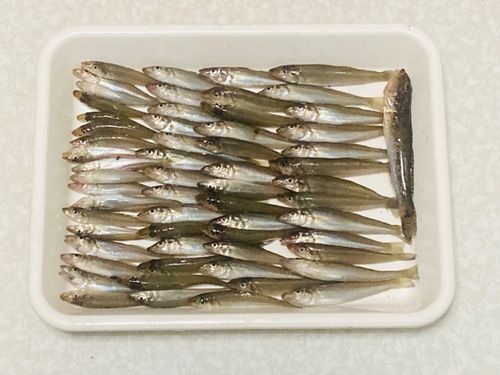 キスの釣果