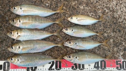 アジの釣果