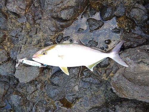 カンパチの釣果