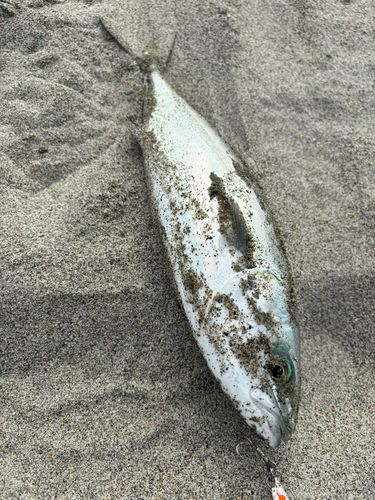 ワカシの釣果