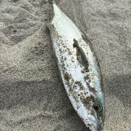 ワカシ