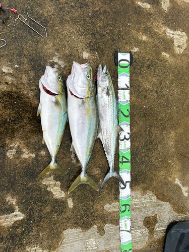 サゴシの釣果
