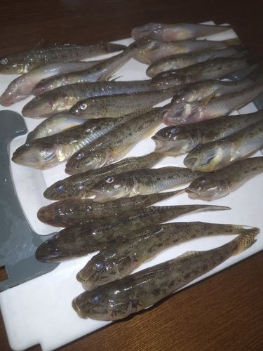 ハゼの釣果