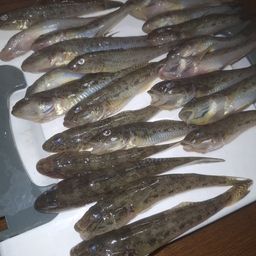 ハゼ