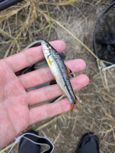 ヒガイの釣果