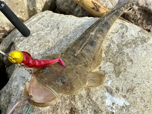 マゴチの釣果