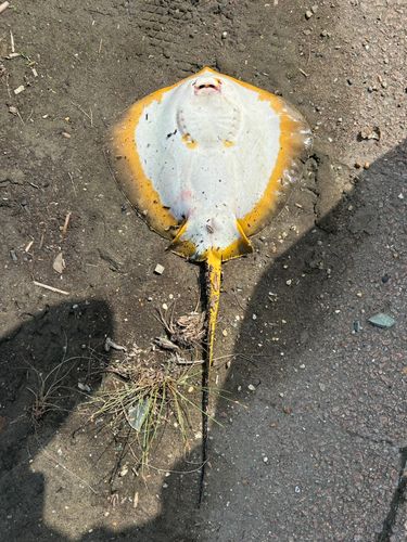 アカエイの釣果