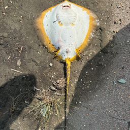 アカエイ