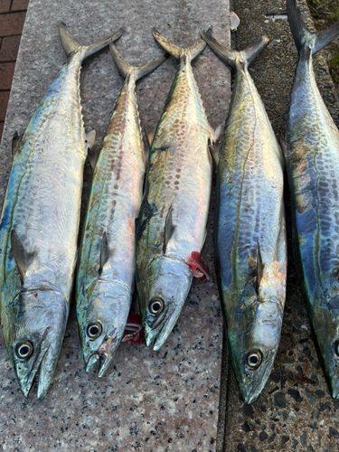 サゴシの釣果
