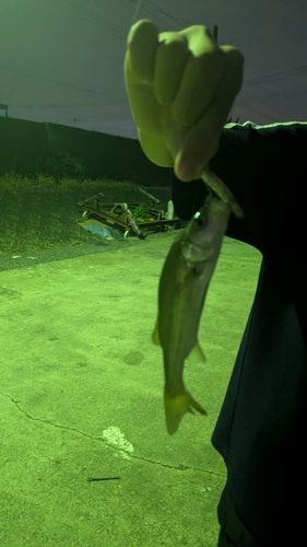 船橋港親水公園